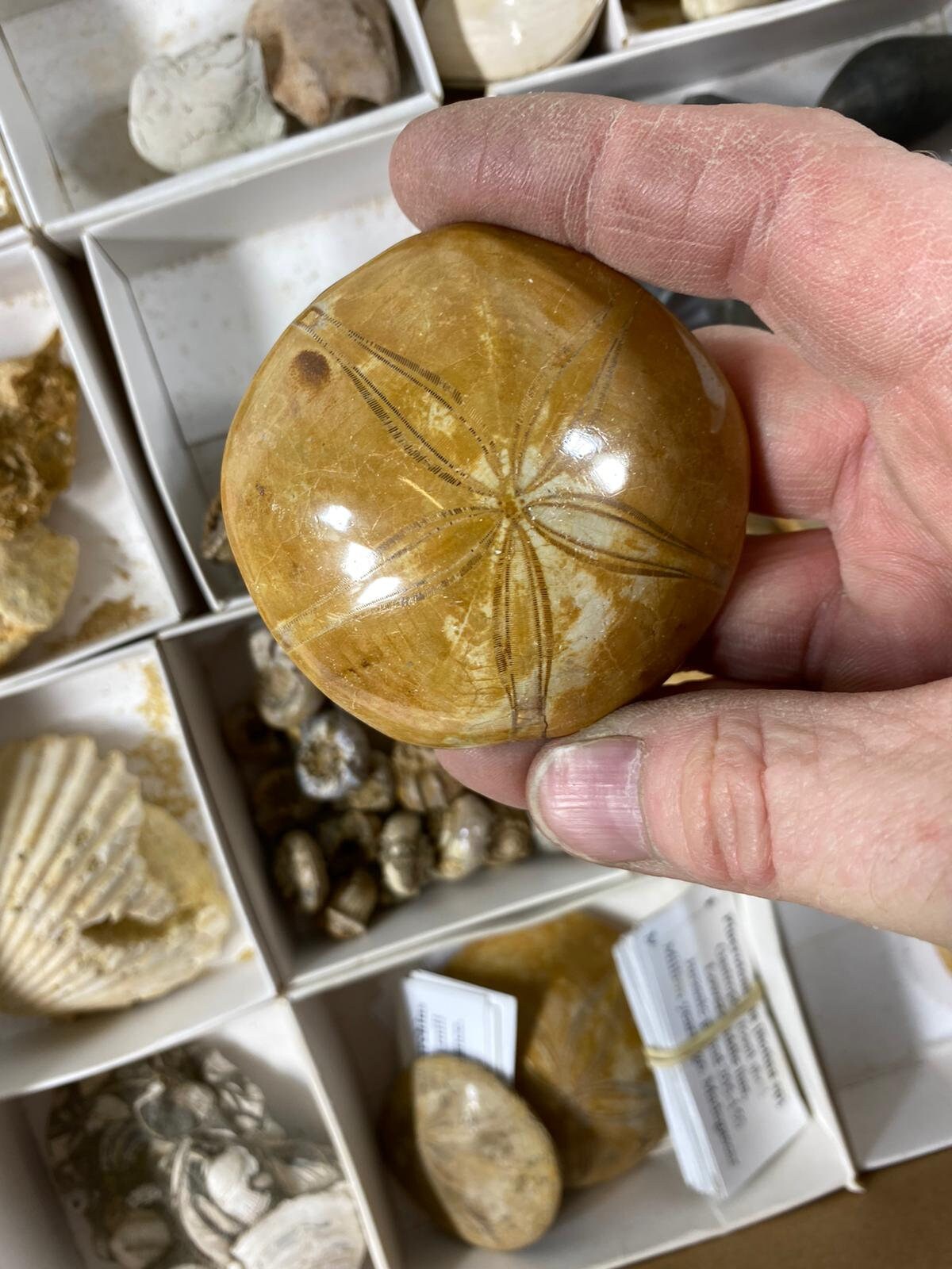 Polished Fossil Sand Dollar, Echinoid, Sea Urchin Test, UK FREE POST !