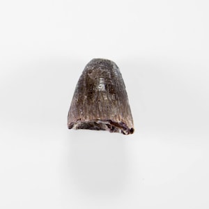 Elosuchus cherifiensis Crocodile Fossil Tooth 22mm