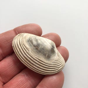 Fossil Bivalve Clam Pelecypoda, Indonesia. 35 g - A