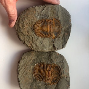Fossil Trilobite Hamatolenus (Myopsolenus) magnus - Best of Type-Cambrian Period