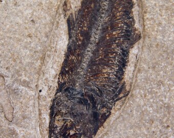 化石魚 ナイティア属 ワイオミング州（アメリカ） サイズ：200 mm