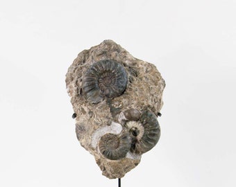 Fine UK Ammonite Aegasteroceras sagittarium stellar & Asteroceras obtusumon on Bronze Stand