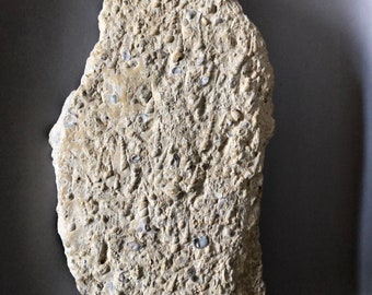 Rare Find Turitella Gastropod Plaque, From Morocco.