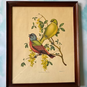 Vtg Painted Bunting and Golden Chain Framed Lithograph by Vincent, Framed Colorful Bird Lithograph