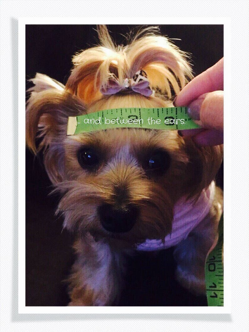 Chihuahua Dog Hat Handmade Crochet Hat Dog Accessories Etsy