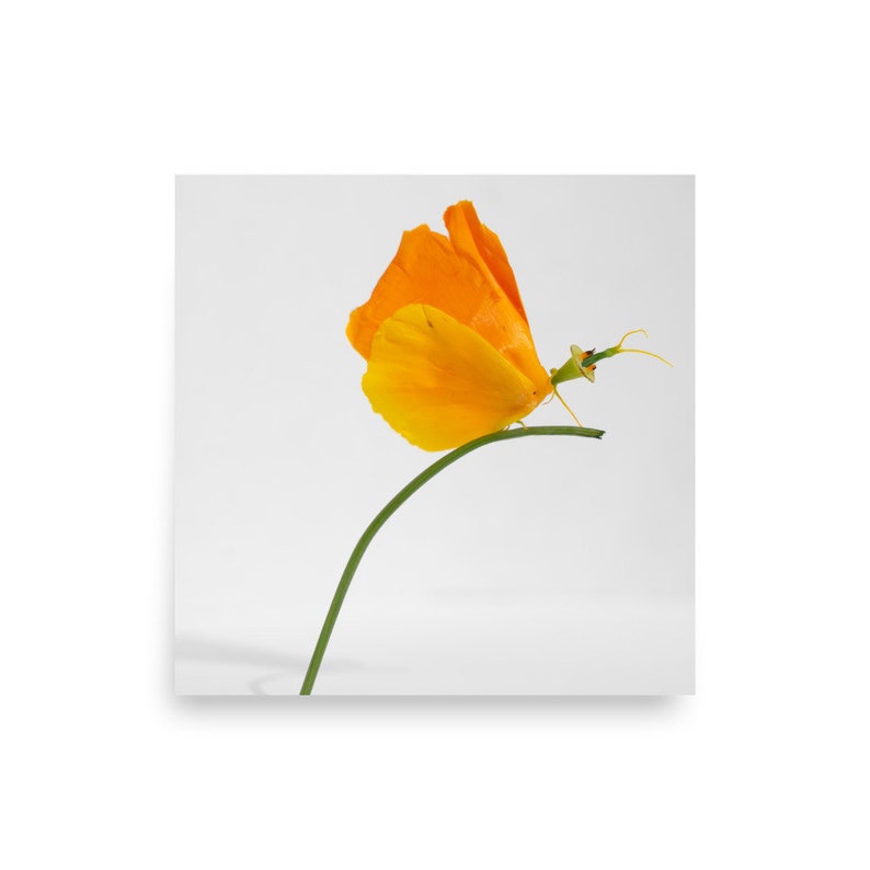 California Poppy Butterfly Art Print | Paper Wall Art | Nick Levesque