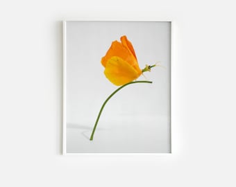 California Poppy Butterfly Art Print | Paper Wall Art | Nick Levesque