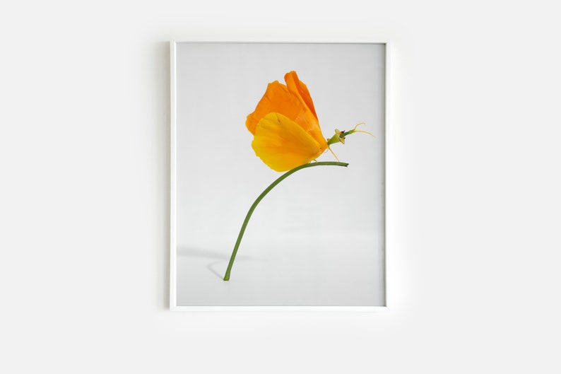 California Poppy Butterfly Art Print Paper Wall Art Nick Levesque image 1