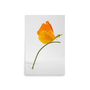 California Poppy Butterfly Art Print | Paper Wall Art | Nick Levesque