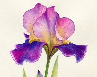 Pink and Purple Iris flower fine art giclee watercolour print