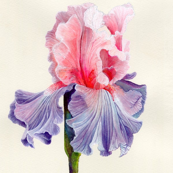 Iris Flower Art - Etsy