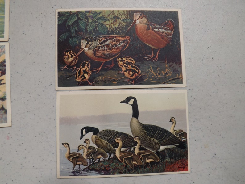 7 Wildlife Post Card Series From 1939 Colorful Postcards See Description for Details image 2