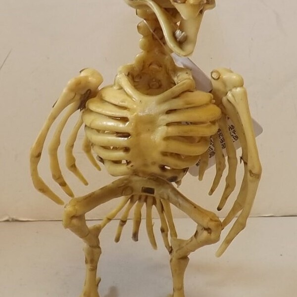 Bird Skeletons Etsy Bird Skeletons Etsy