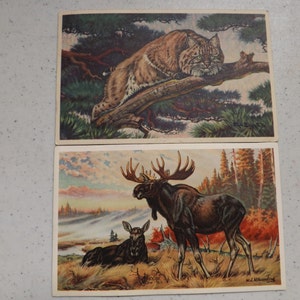 7 Wildlife Post Card Series From 1939 Colorful Postcards See Description for Details image 4