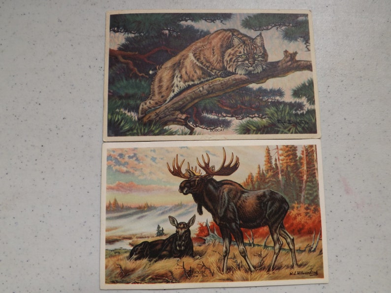 7 Wildlife Post Card Series From 1939 Colorful Postcards See Description for Details image 4