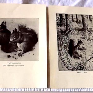 Two Squirrel Print Pictures Engravings Lithographs  -See Description for Details