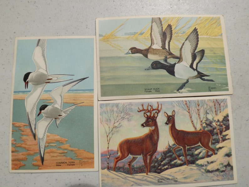 7 Wildlife Post Card Series From 1939 Colorful Postcards See Description for Details image 3