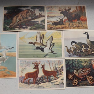 7 Wildlife Post Card Series From 1939 Colorful Postcards See Description for Details image 1