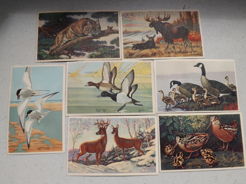 7 Wildlife Post Card Series From 1939 Colorful Postcards See Description for Details image 1