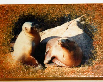 Sun Bathing Sea Lions