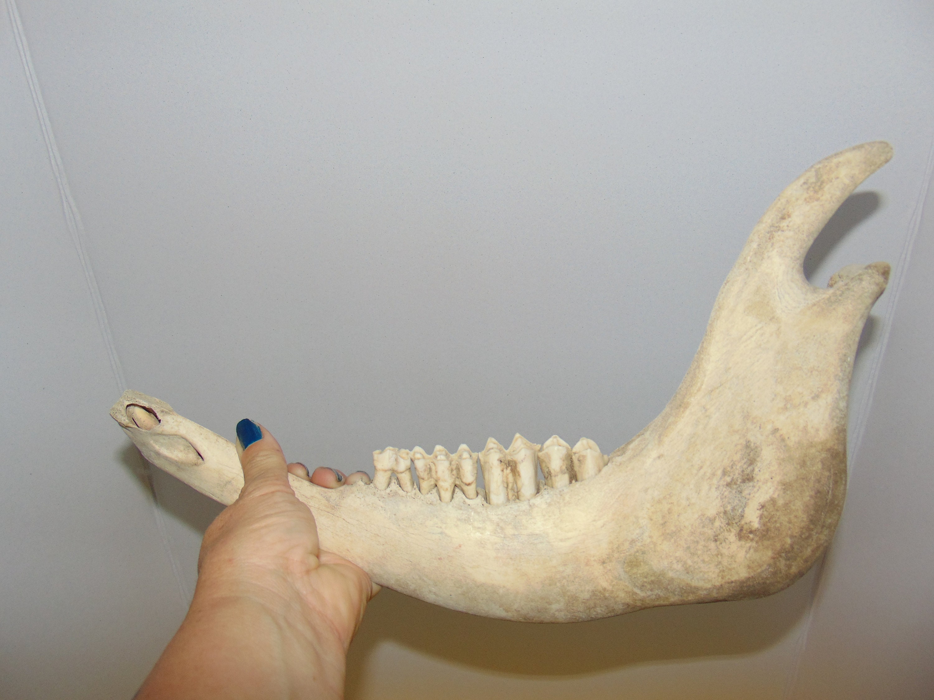 その他 VINTAGE JAW BONE CALIFORNIA FREE FORM VINTAGE JAW BONE CALIFORNIA FREE FORM Vintage Weathered Sun