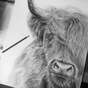 May include: A black and white pencil drawing of a Highland cow with long, shaggy hair. The cow is looking directly at the viewer with a serious expression.