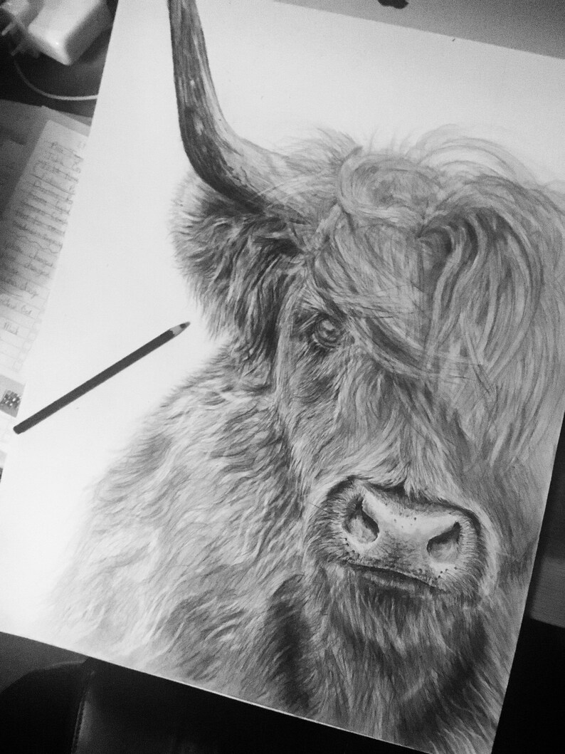 May include: A black and white pencil drawing of a Highland cow with long, shaggy hair. The cow is looking directly at the viewer with a serious expression.