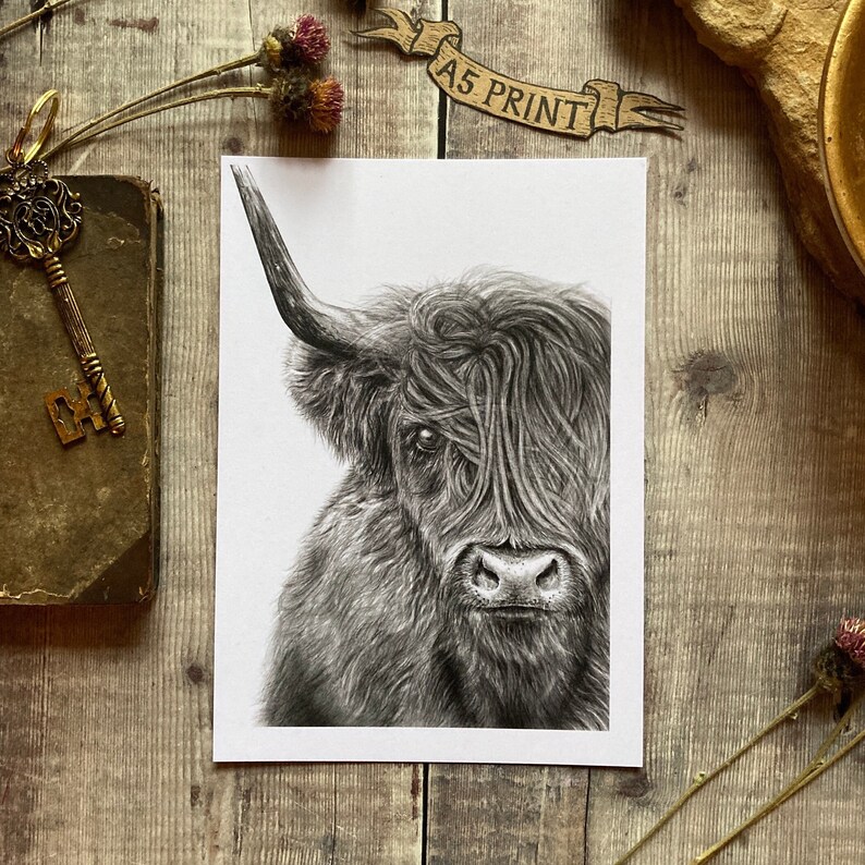 May include: A black and white pencil drawing of a Highland cow with long, shaggy hair. The cow is looking directly at the viewer.