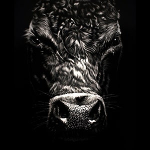 Angus Cow Fine Art Print, Scratchboard Print, Premium Luster Photo Paper