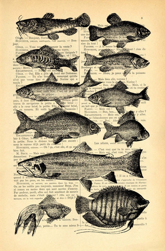 Fish Species Chart