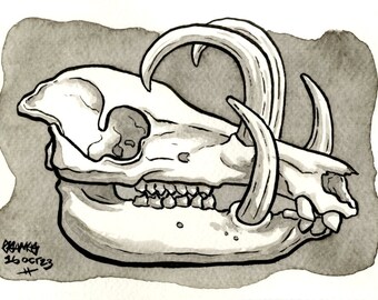 Skull of Babirusa, Original Ink Drawing