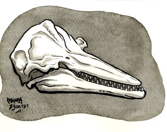Skull of Bottlenose Dolphin, Original Ink Drawing