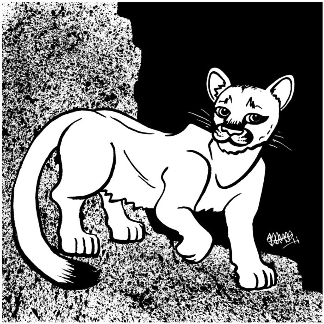 Mountain Lion, Original Ink Drawing - Etsy