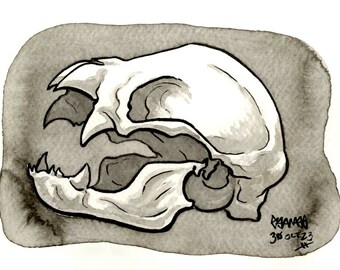 Skull of Vampire Bat, Original Ink Drawing