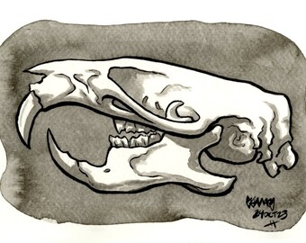 Skull of Brown Rat, Original Ink Drawing