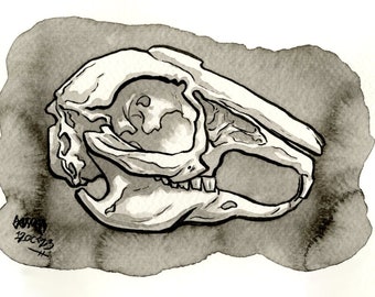 Skull of Cottontail Rabbit, Original Ink Drawing