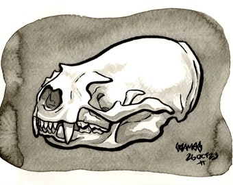 Skull of American River Otter, Original Ink Drawing