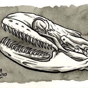 May include: Black and white ink drawing of a snake skull with an open jaw, set against a gray watercolor background. The skull is detailed with teeth and bone structure.