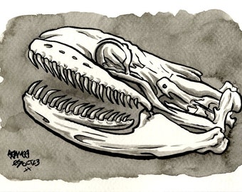Skull of Burmese Python, Original Ink Drawing