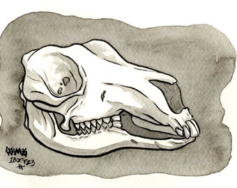 Skull of Red Kangaroo, Original Ink Drawing