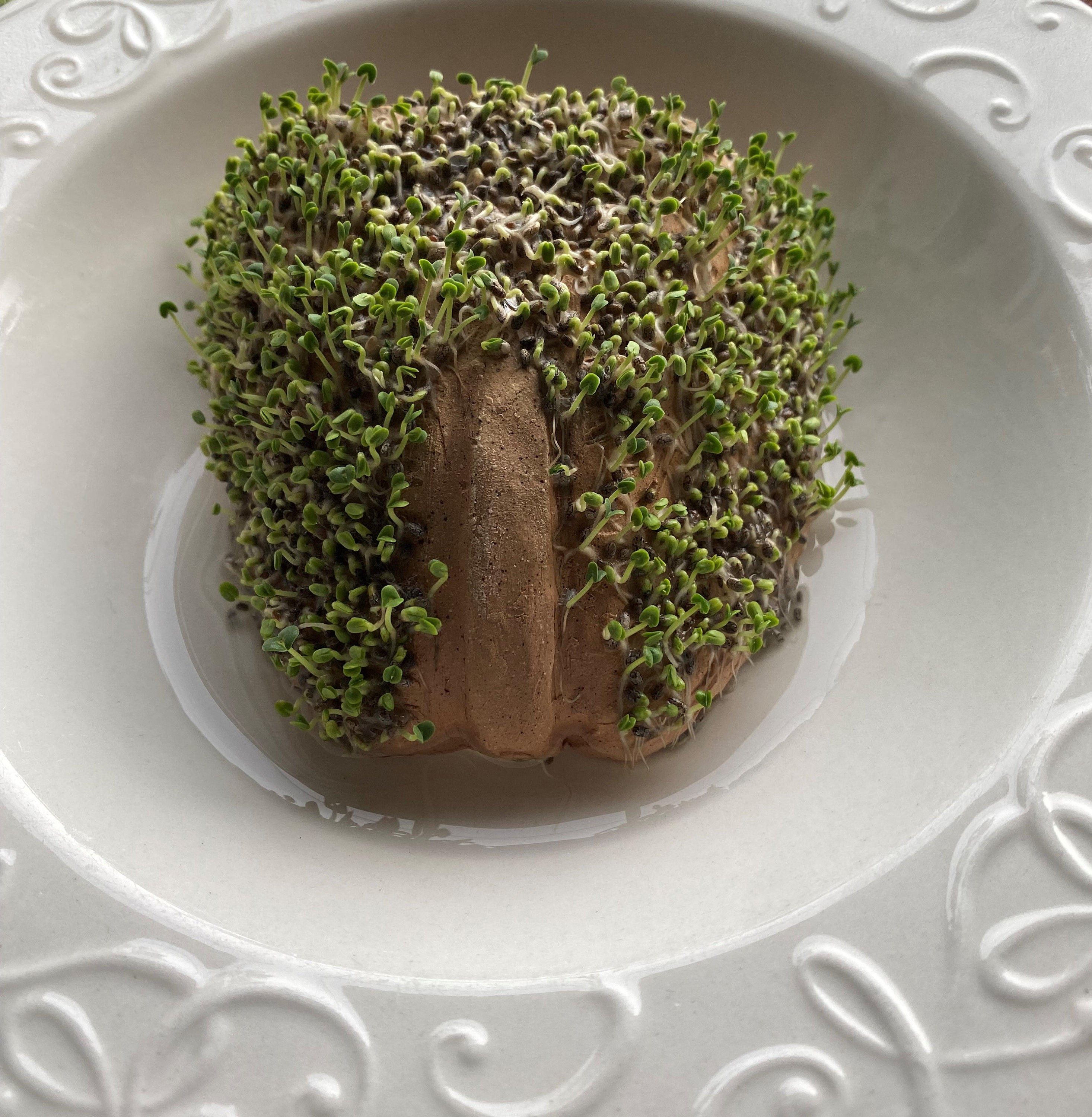 CooChia Pet