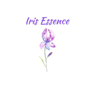 Iris Essence Natural Perfume Floral Oil 5 ml Roll On Orris Root Botanical Skincare Vegan Handcrafted Beauty Essential Oils image 2