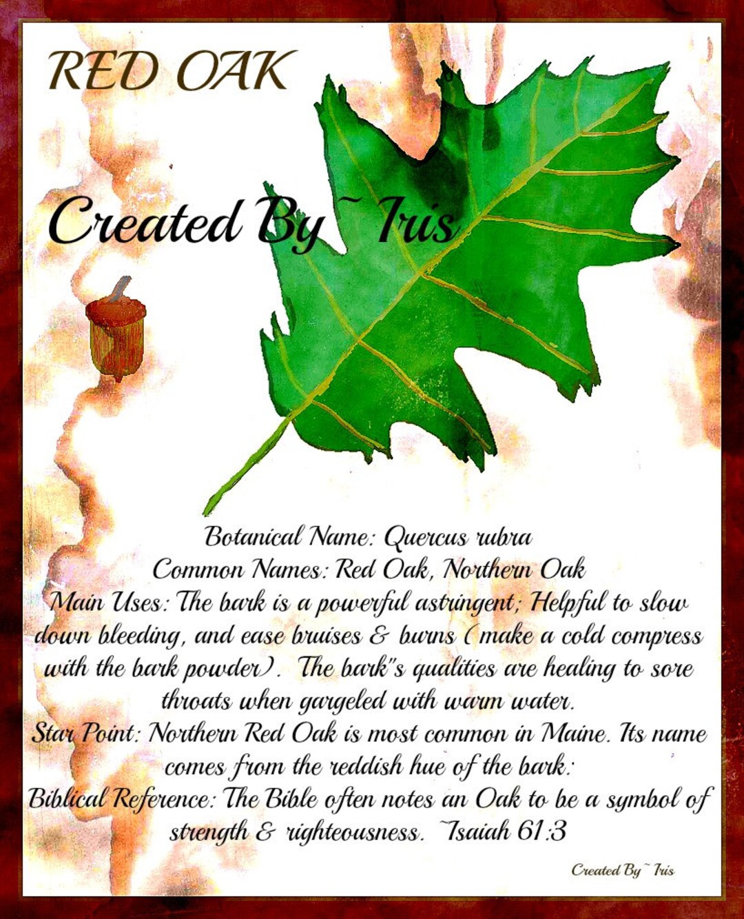 Red Oak Instant Download Medicinal Oak Leaf Tree Bark Nature Herb Printable Art Botanical Woods ...