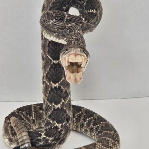 Serpiente de cascabel taxidermizada real de 36 pulgadas con dientes