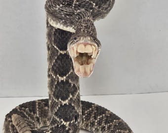 Toothy 36 inch Real Taxidermized Rattlesnake