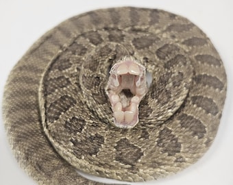 A Taxidermy (Small to Medium) Rattlesnake with Human Looking Teeth