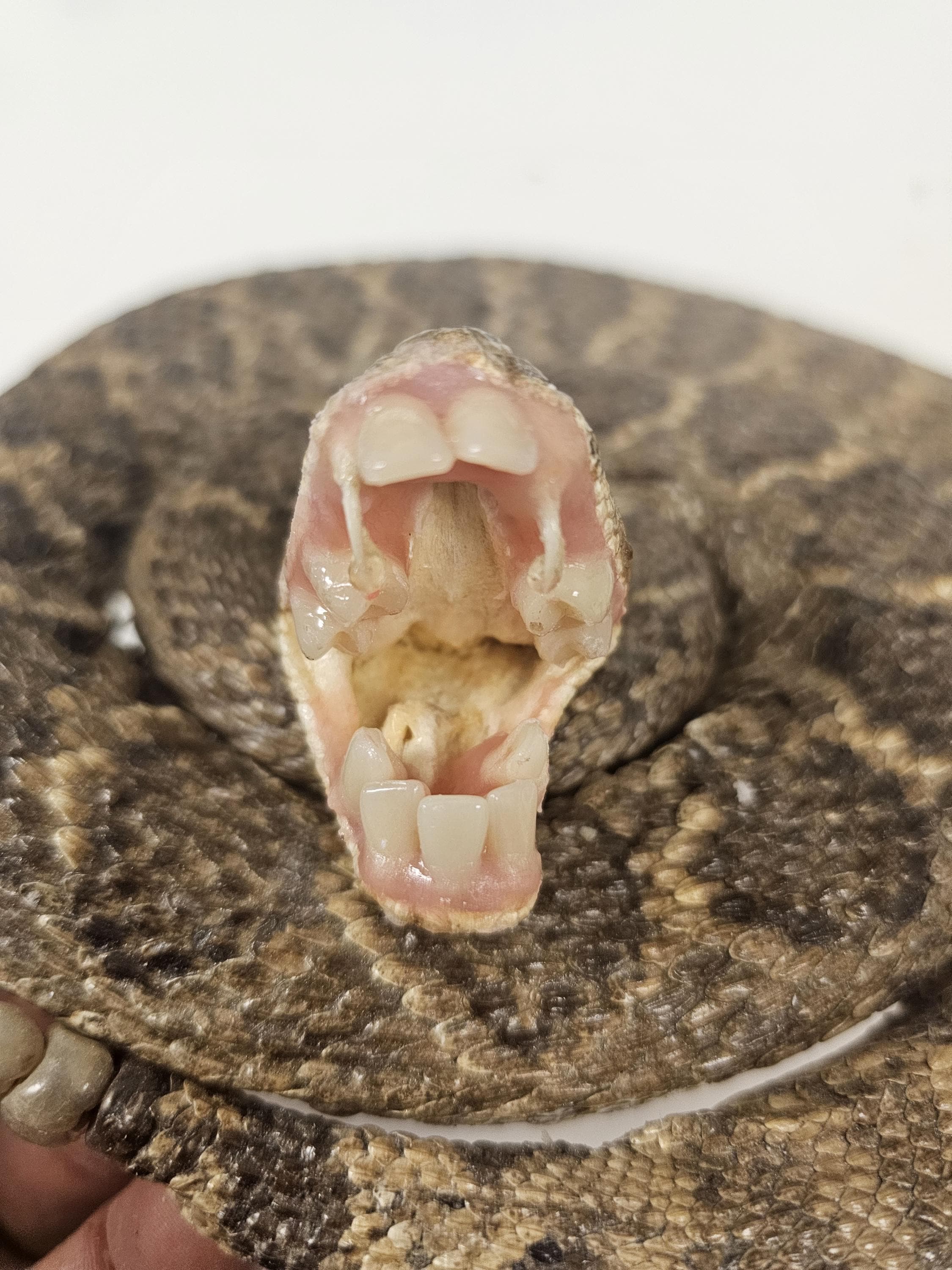 Timber Rattlesnake Teeth Real Taxidermy Toothy Rattlesnake With Human Looking Teeth by Joan ...