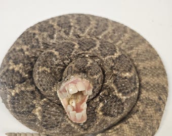 Real Taxidermy Toothy Rattlesnake with human looking teeth by Joan Mitchell