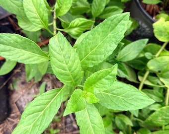 Può includere: Una pianta di un verde vibrante caratterizzata da foglie allungate e appuntite con bordi seghettati e una distinta consistenza venata. Il fogliame cresce in una disposizione densa e stratificata, mostrando varie tonalità di verde brillante.