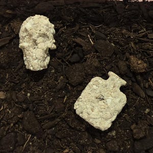 Calcium Treats for Hermit Crabs & Isopods  | Oyster Shell